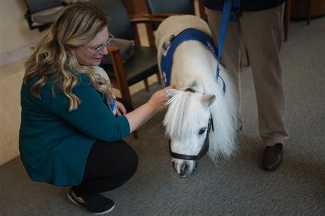 Mayo Clinic’s latest therapy animal? Why, a miniature horse, of course